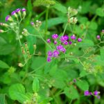 Manfaat Tanaman Sawi Langit