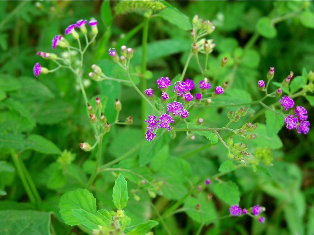 Manfaat Tanaman Sawi Langit
