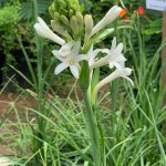 Manfaat Tanaman Sedap Malam