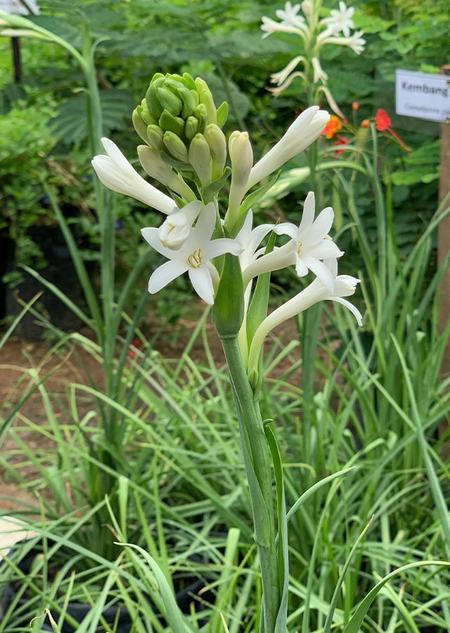 Manfaat Tanaman Sedap Malam