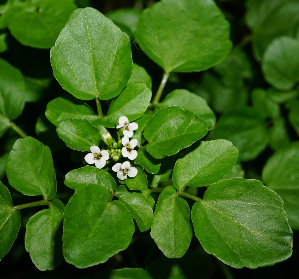 Manfaat Tanaman Selada Air