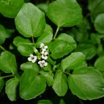 Manfaat Tanaman Selada Air