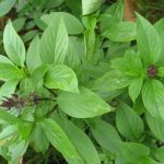 Manfaat Tanaman Selasih