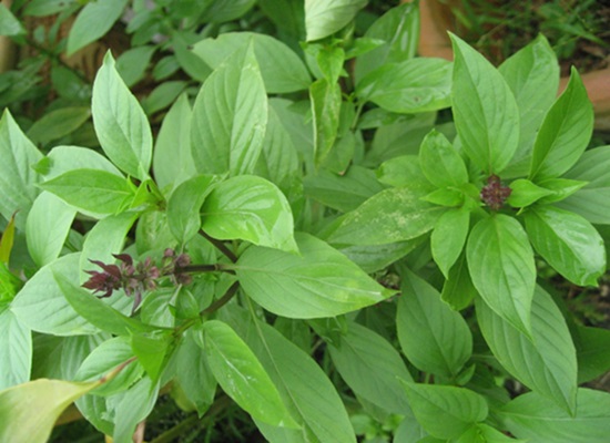 Manfaat Tanaman Selasih