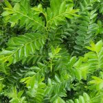 Manfaat Tanaman Seligi