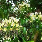 Manfaat Tanaman Sempal Wadak