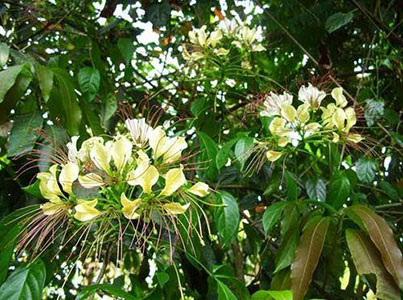 Manfaat Tanaman Sempal Wadak