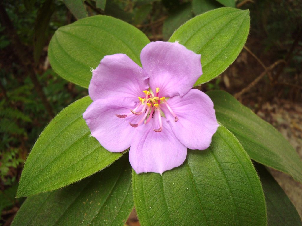 Manfaat Tanaman Senggani