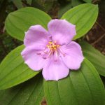 Manfaat Tanaman Senggani