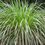 Manfaat Tanaman Serai Wangi