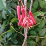 Tanaman Ki Cong Corang