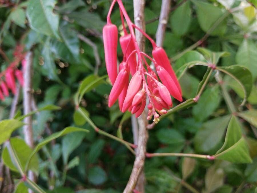 Tanaman Ki Cong Corang