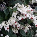 tanaman nona makan sirih