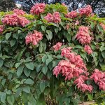 Tanaman Nusa Indah Pink