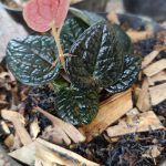 Manfaat Tanaman Sirih Hitam