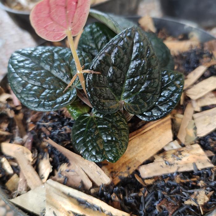 Manfaat Tanaman Sirih Hitam