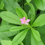 Manfaat Tanaman Som Jawa