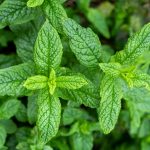 Manfaat Tanaman Spearmint