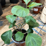 Manfaat Tanaman Tabat Barito