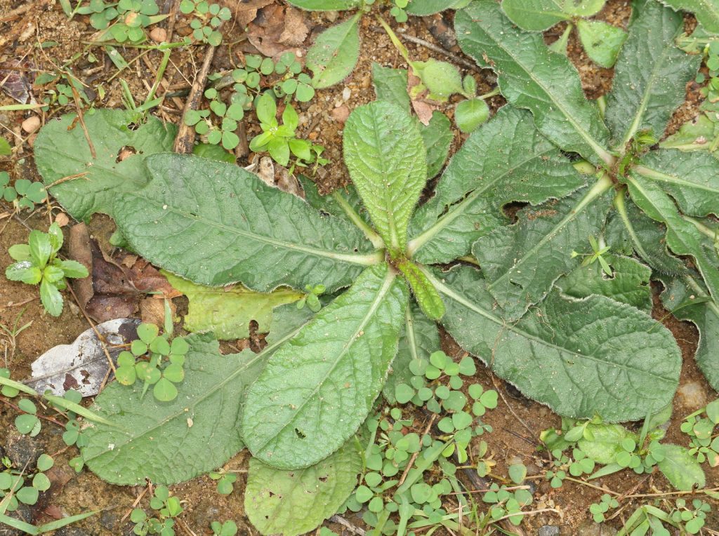 Manfaat Tanaman Tapak Liman