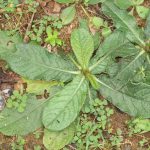 Manfaat Tanaman Tapak Liman