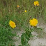 Manfaat Tanaman Tempuyung